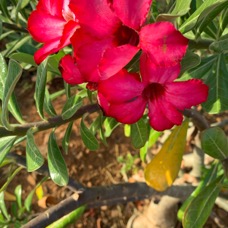 desert-rose.jpg